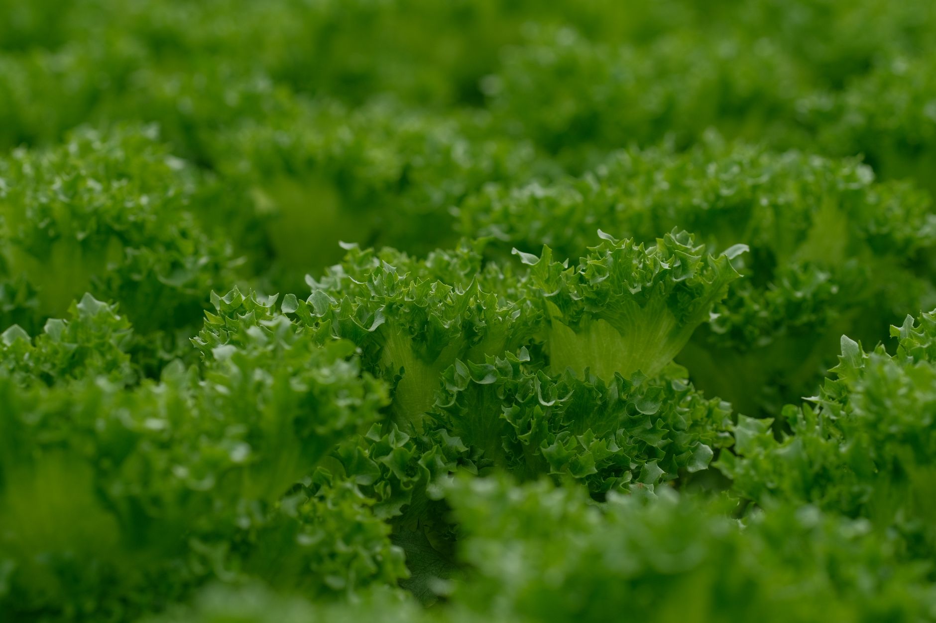 Rows of leafy greens stretching across a large Western U.S. farm, representing the grower’s production environment.