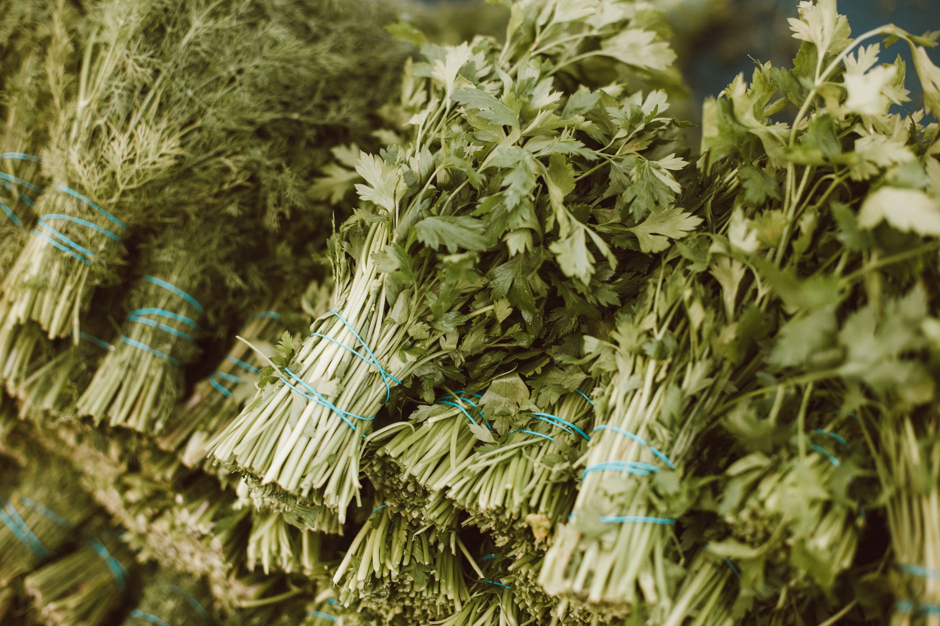 Freshly harvested parsley gathered from a cultivated field.