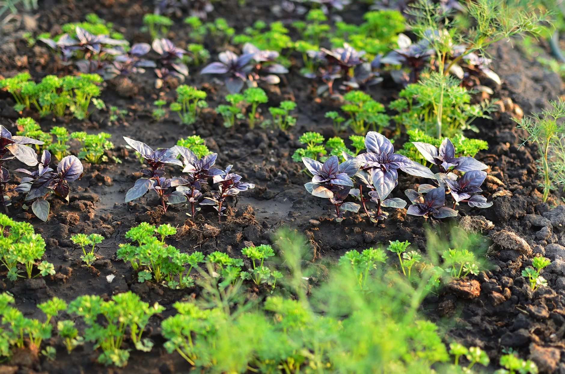 Long green rows of parsley growing across an organic farm field.
