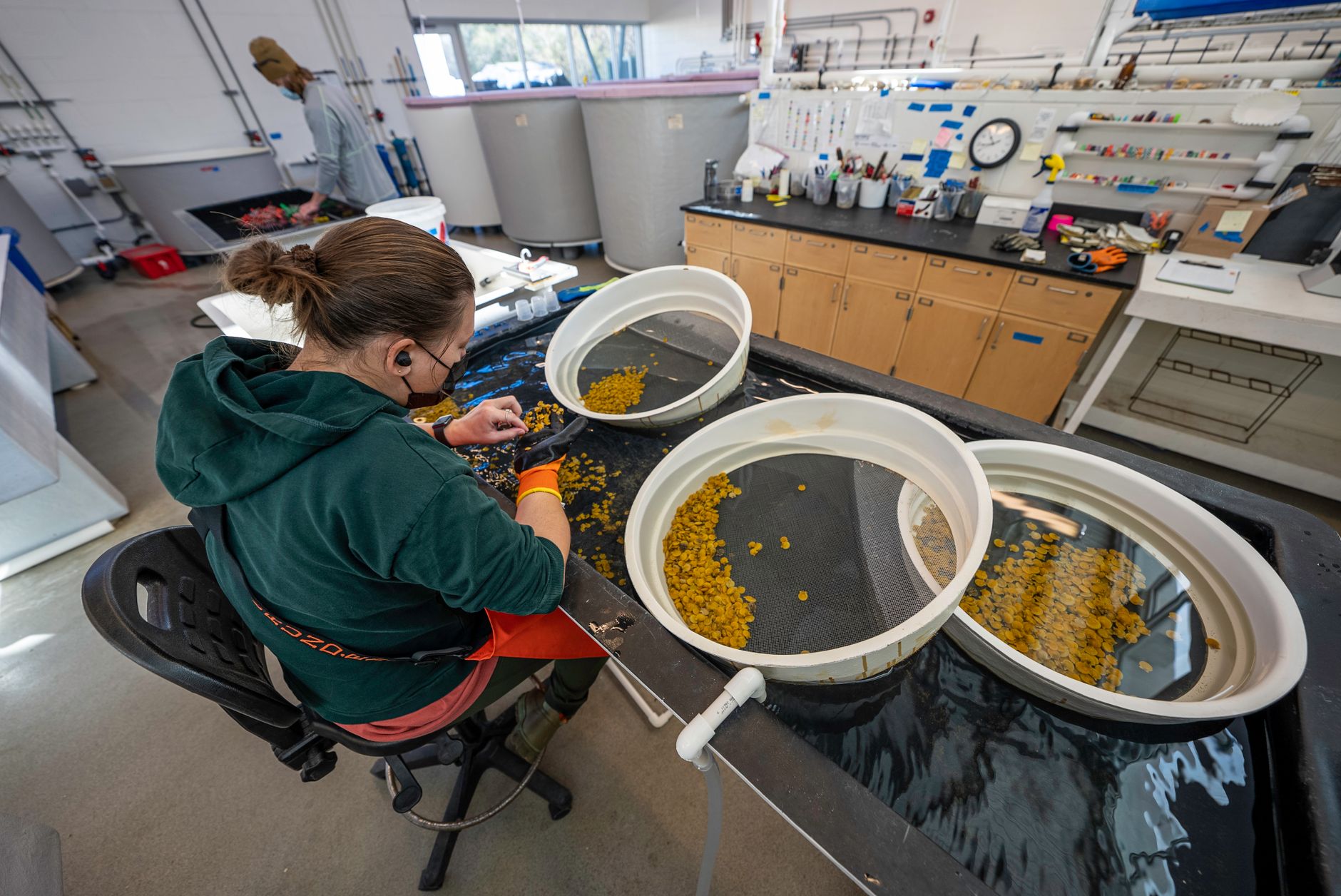 Research setting where coral fragments are prepared for propagation