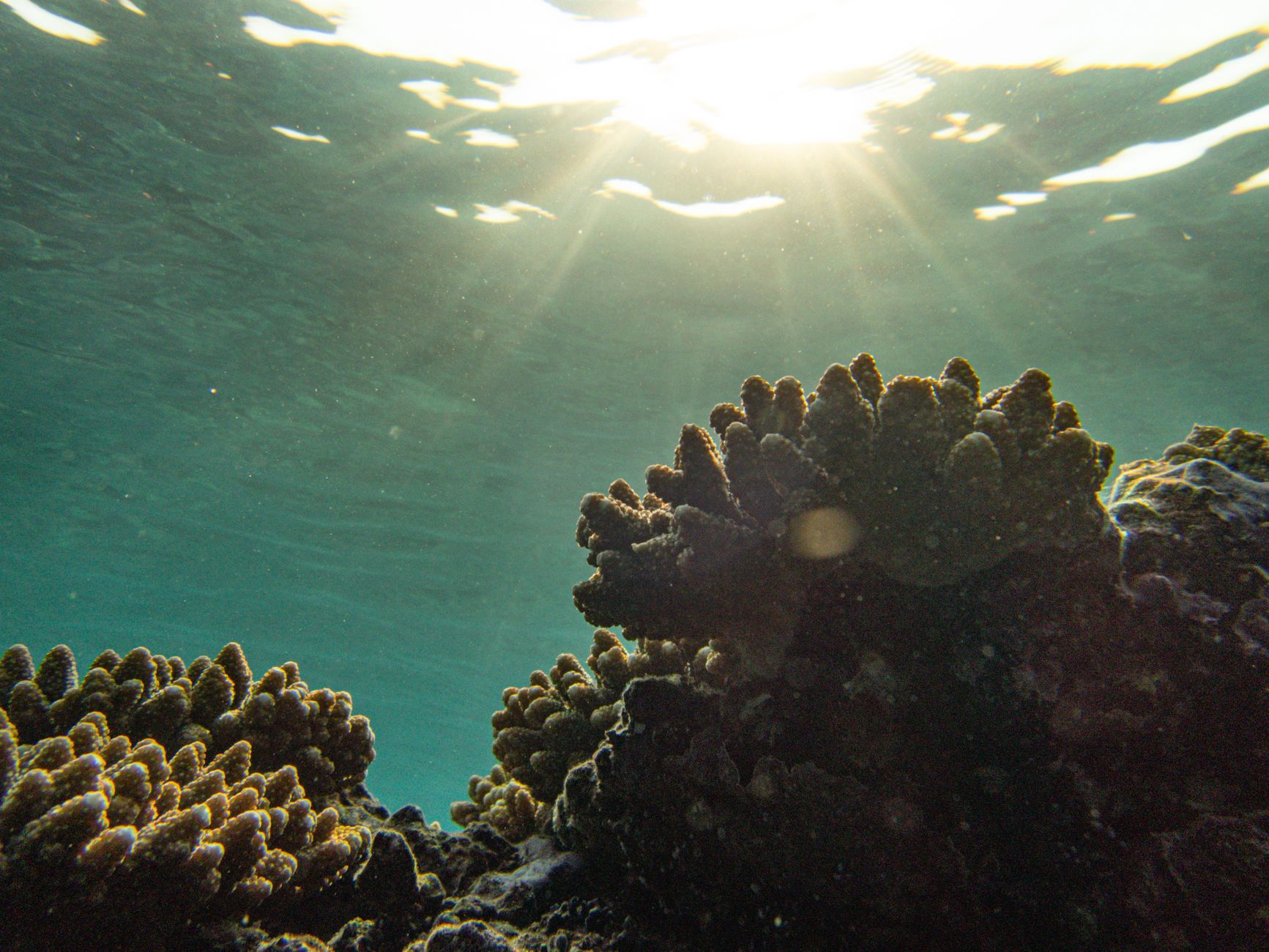 Healthy reef scenes that scaled propagation programs hope to restore