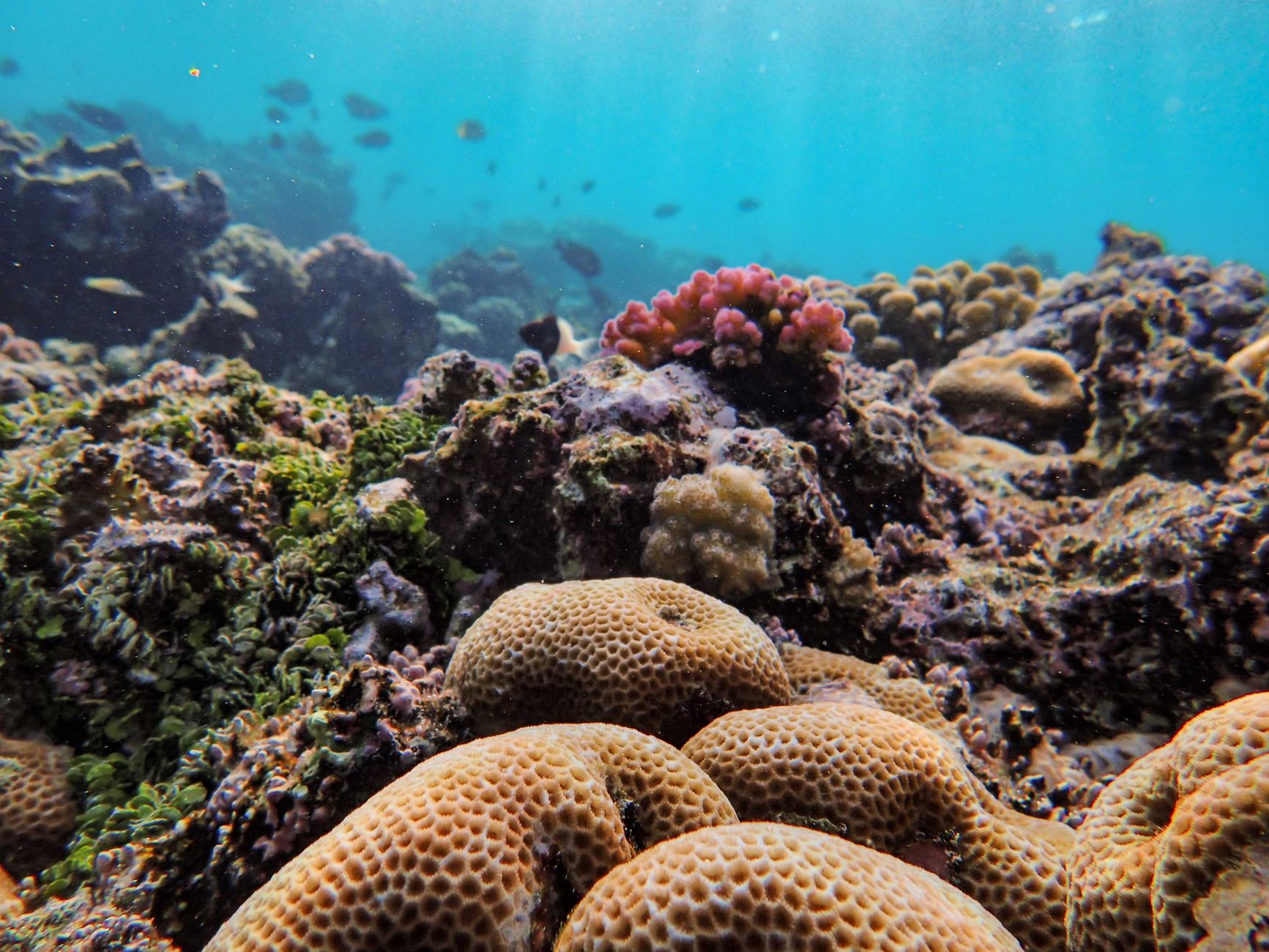 Coral reef habitat that restoration programs aim to rebuild