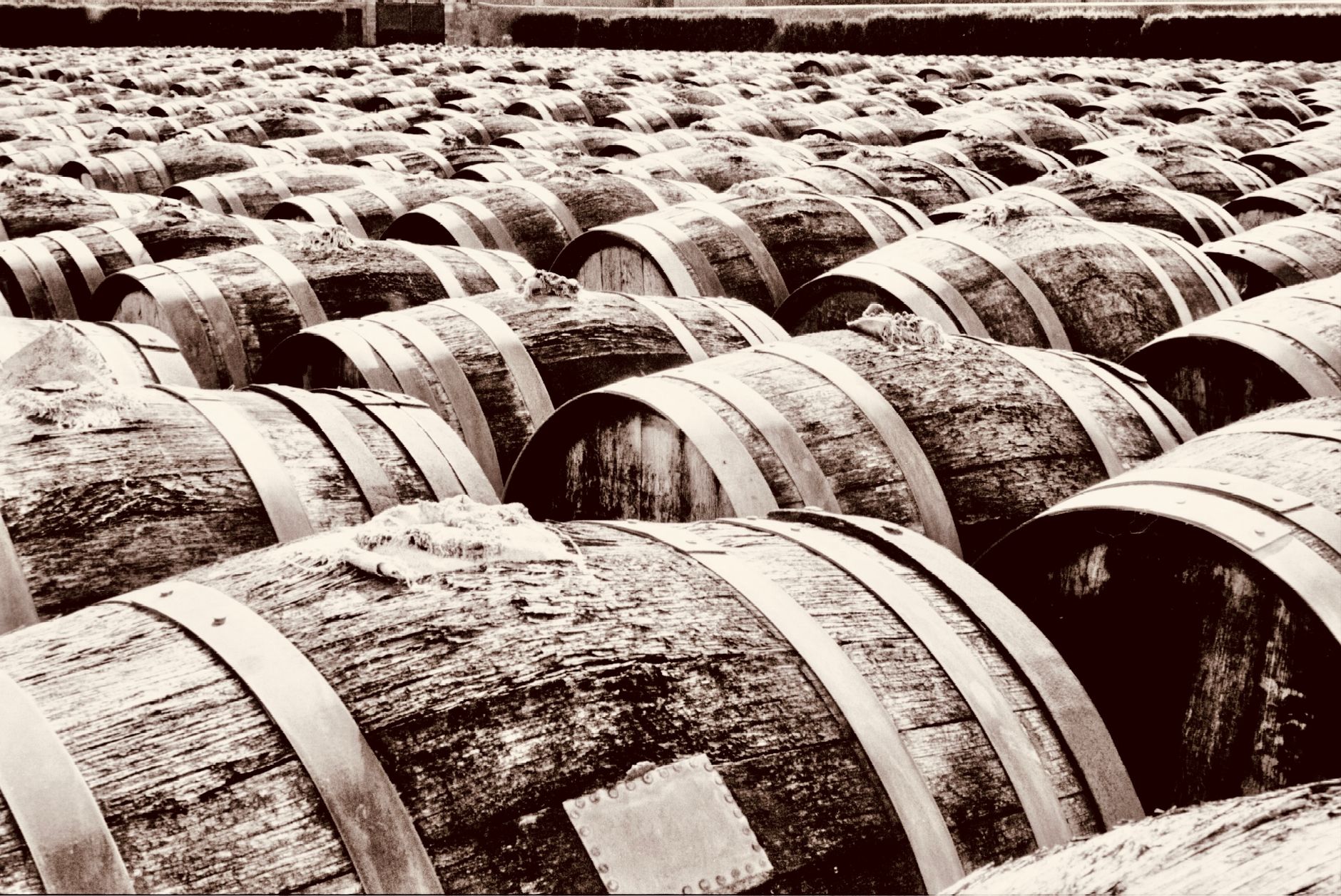 Oak barrels in a winery cellar where production staff focus after line automation.