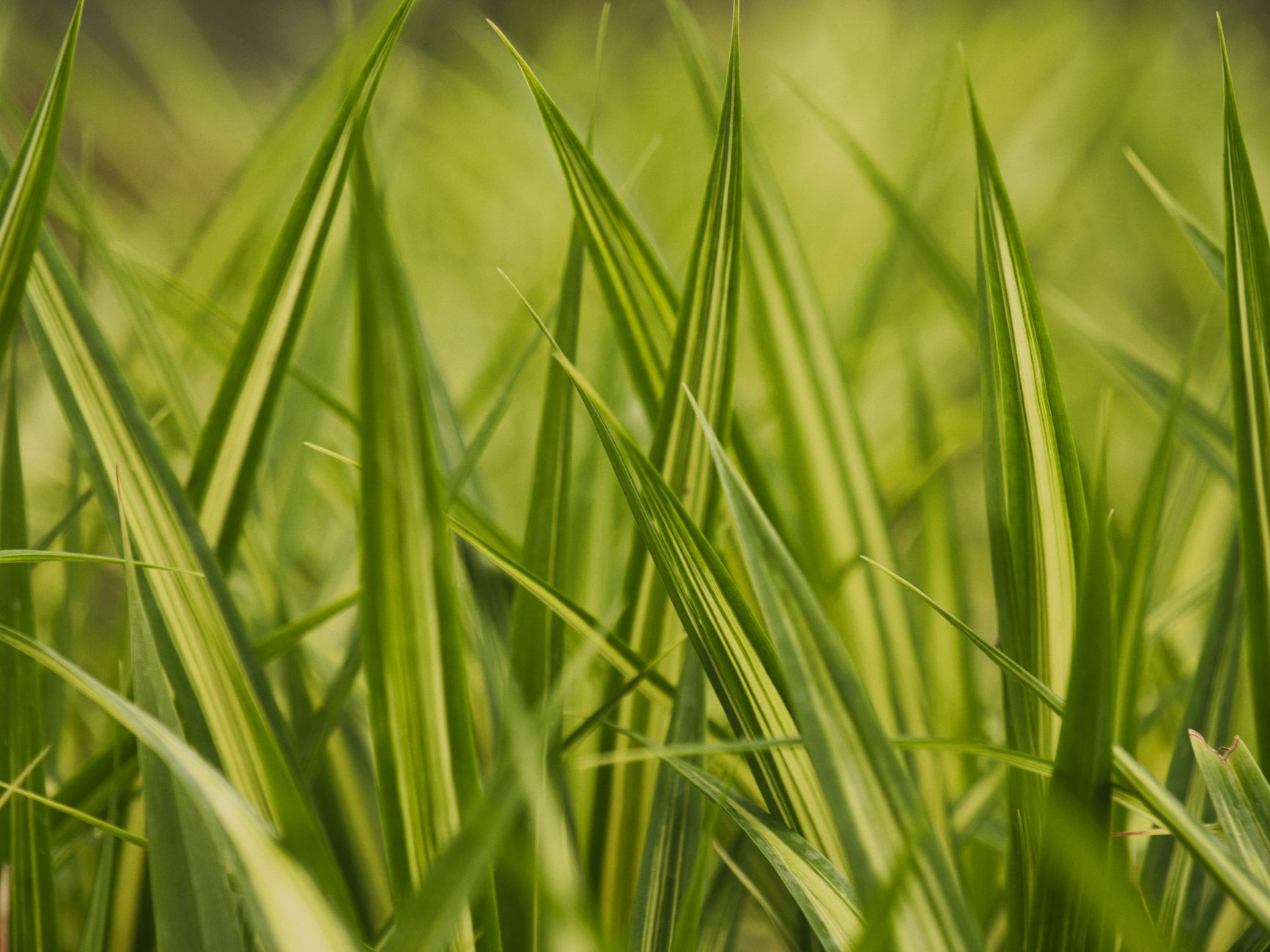 A close view of well-kept natural-grass turf with an even finish, representing the improved consistency described after robotic mowing.
