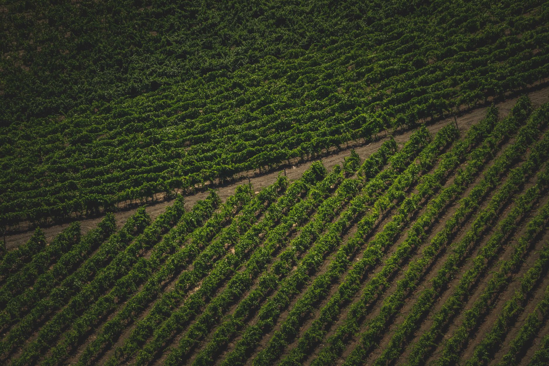 Long vineyard rows stretching toward a collection edge illustrate the distance and crew flow that harvest-assist carts were meant to reduce.