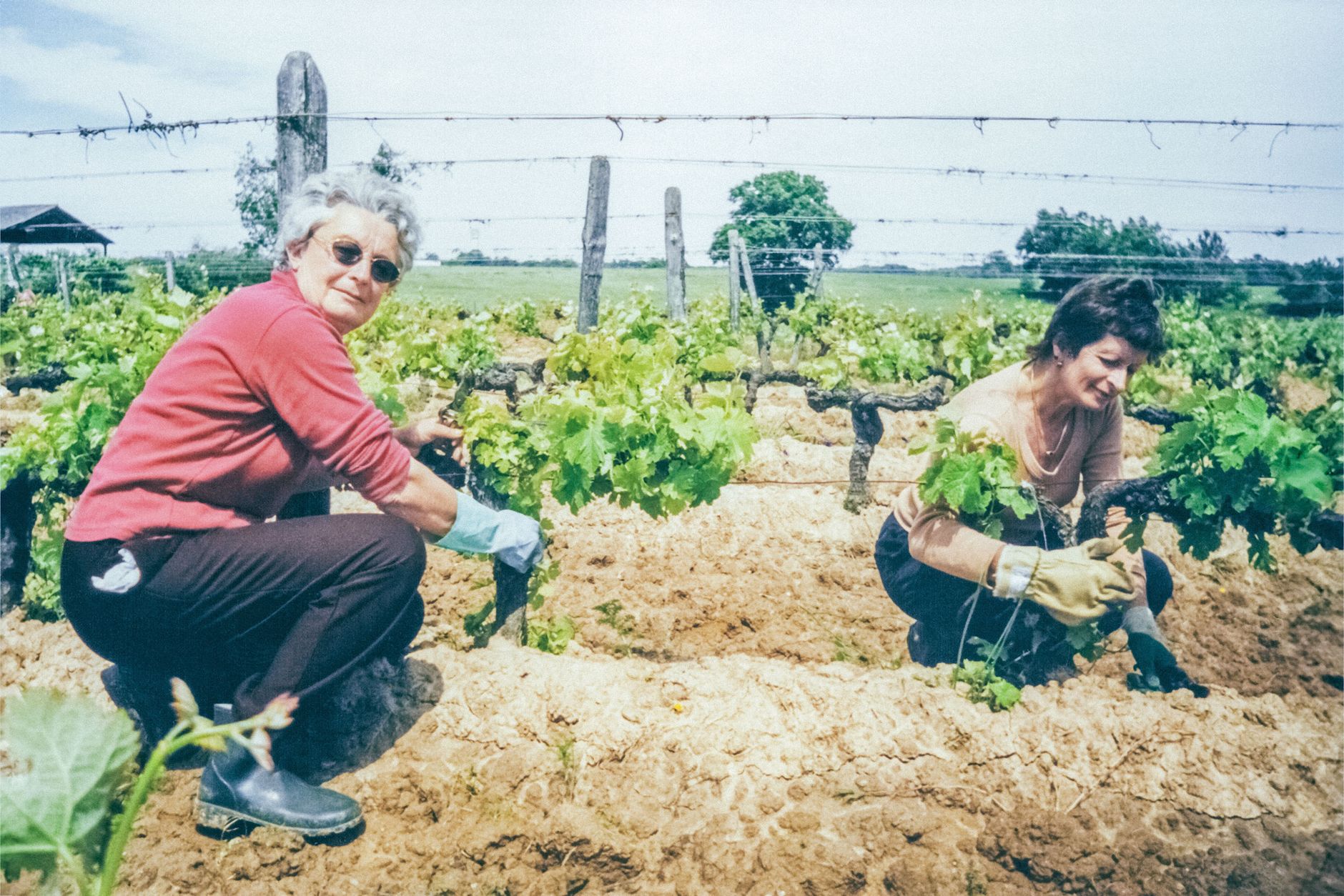 Workers harvesting grapes in long vineyard rows set the scene for the labor-intensive table-grape harvest this case study addresses.