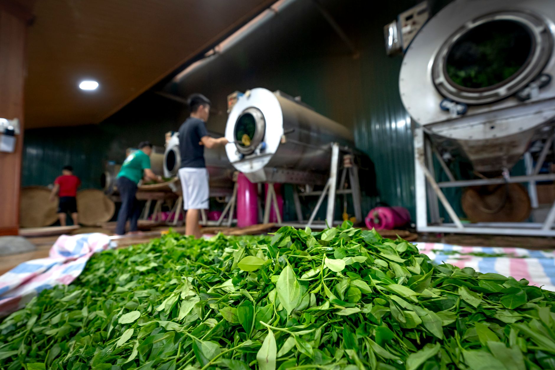 Workers handle tea products and cartons inside a busy packing facility.