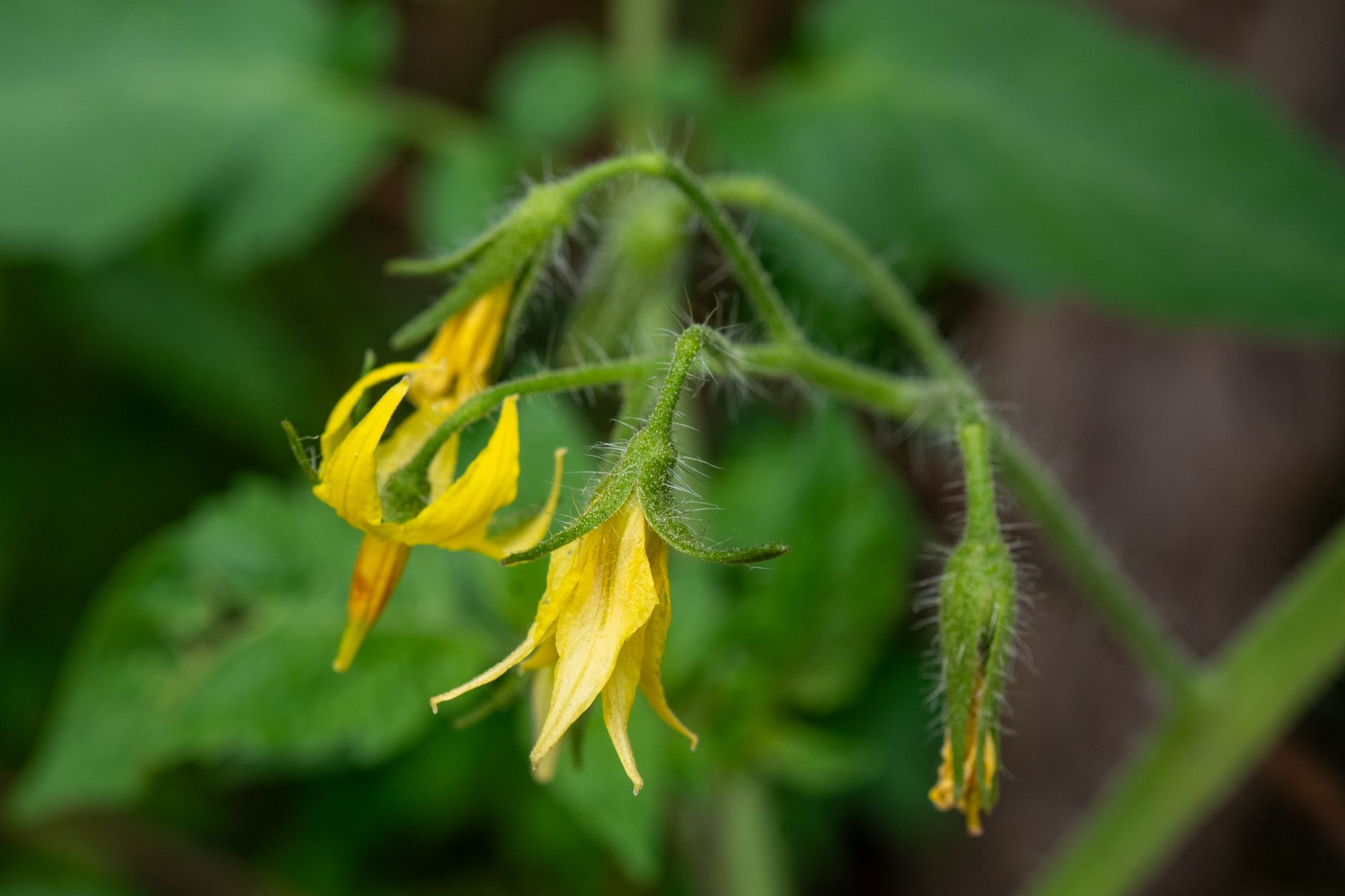 Small yellow tomato flowers bloom among green leaves inside a greenhouse.