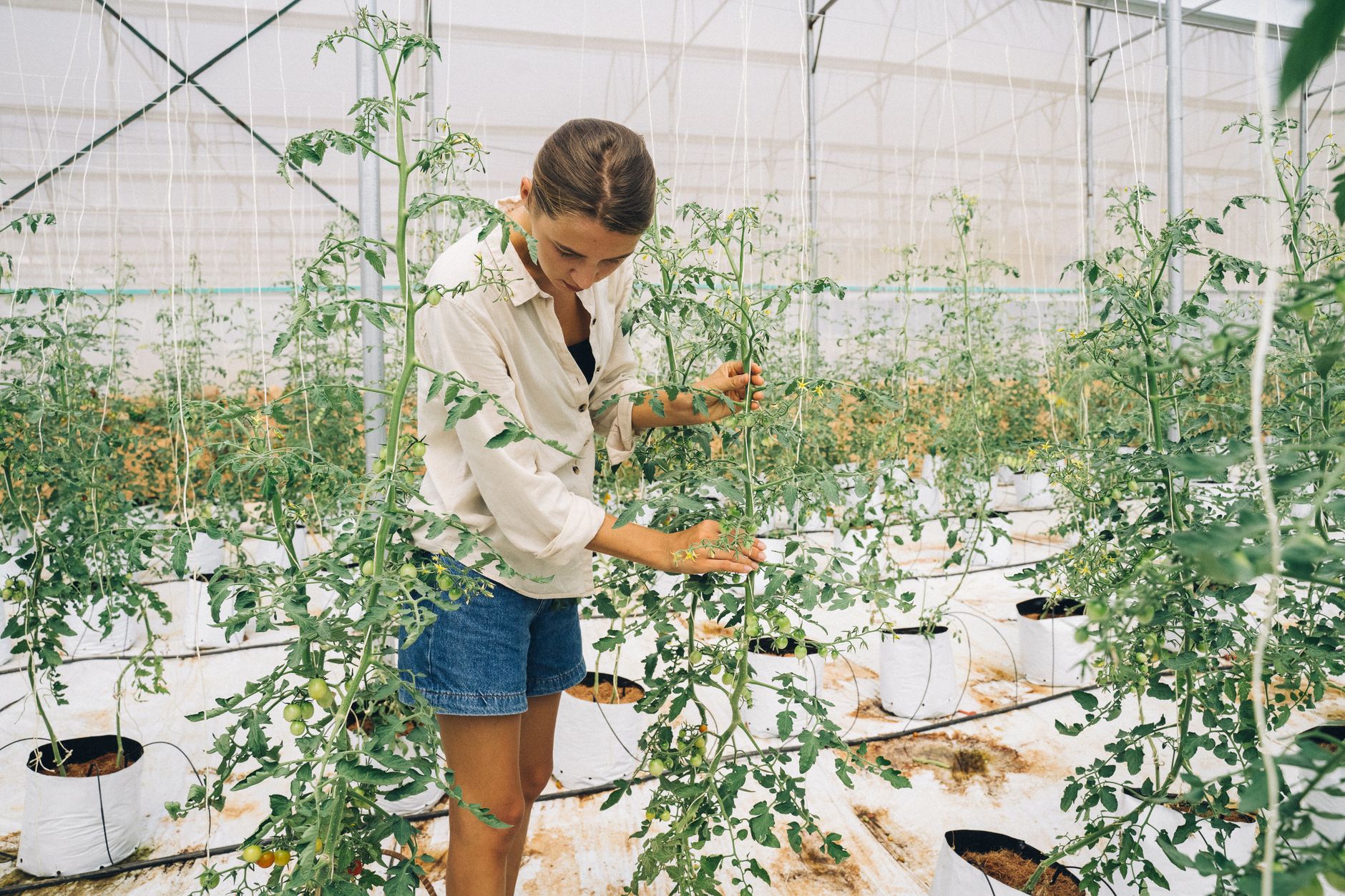 Greenhouse workers inspect tall rows of commercially grown tomato plants.