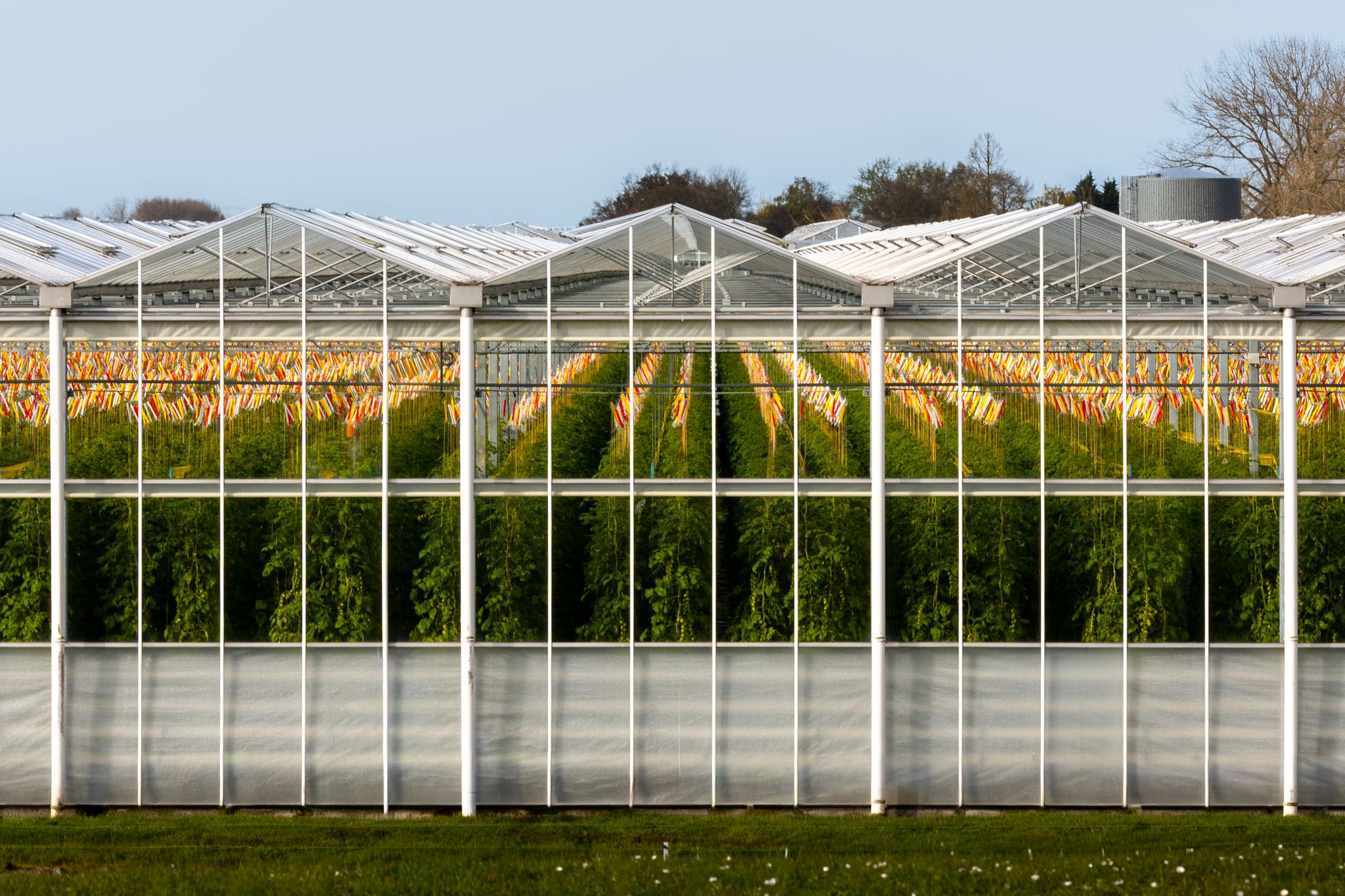 Long rows of mature tomato plants fill a large commercial greenhouse.