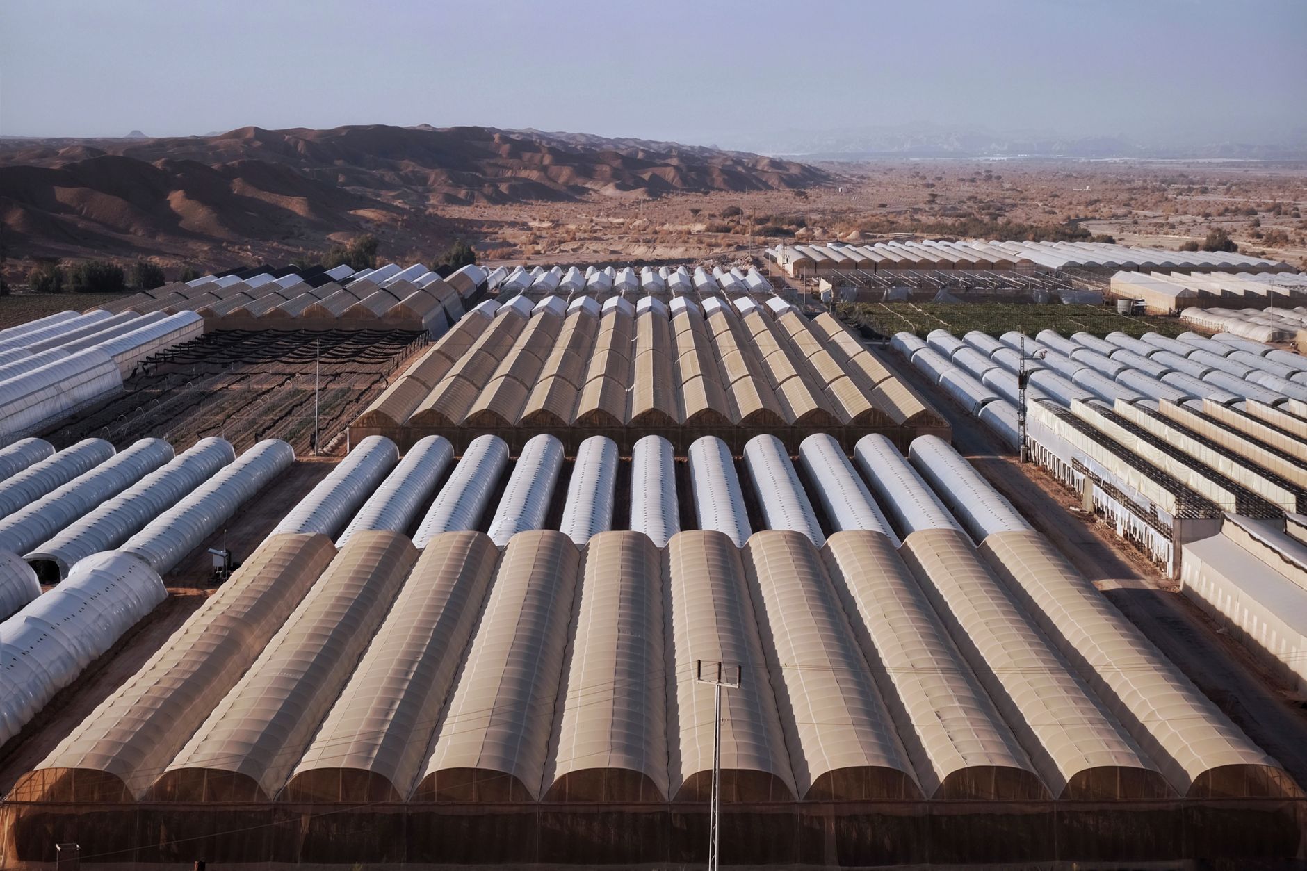 Confined rows of vegetable crops inside a commercial greenhouse illustrate the farm's demanding working environment.