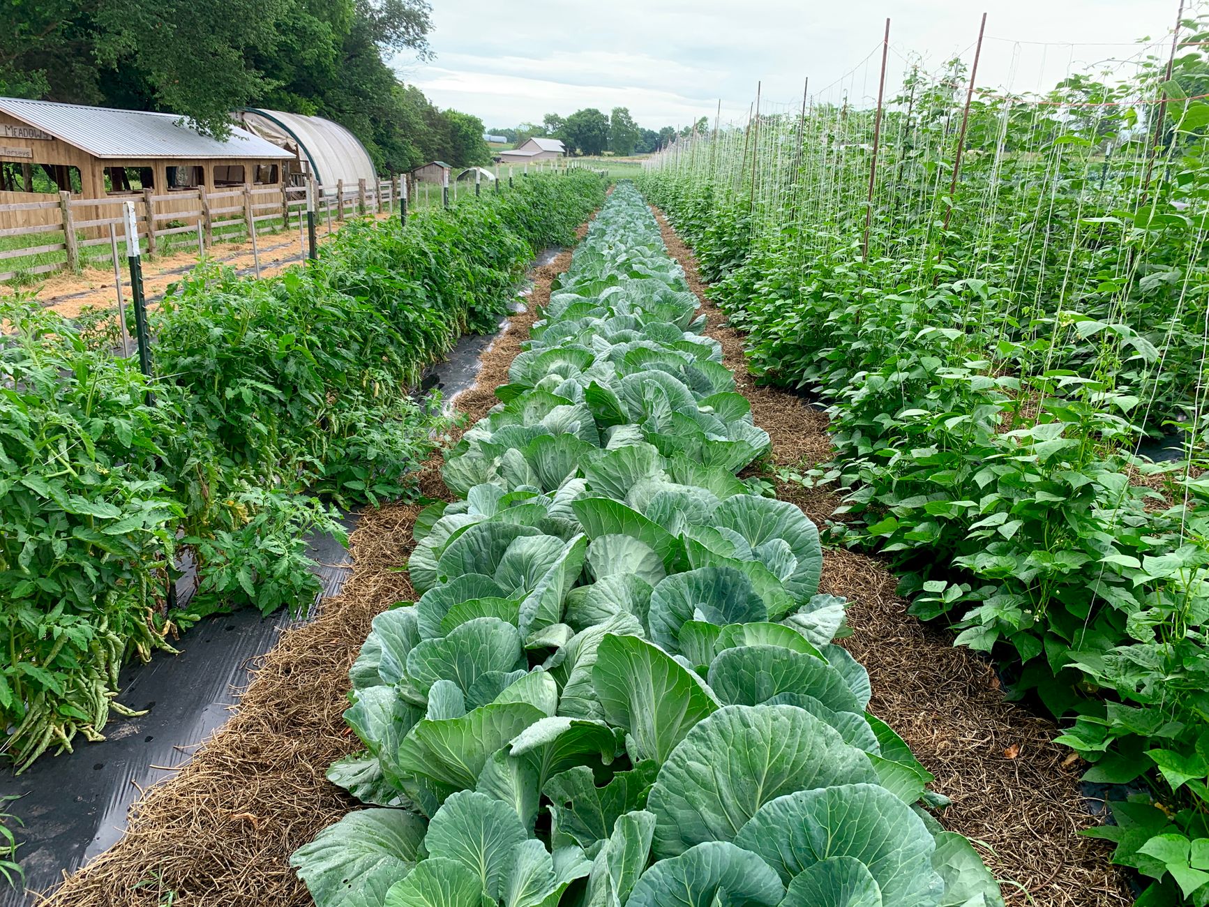 Long rows of vegetables and herbs growing on a commercial farm in Baja California.
