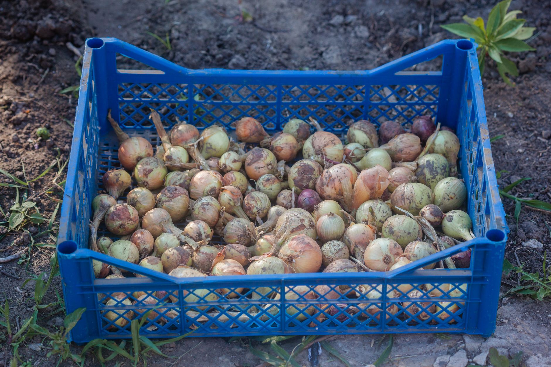 Crates of harvested onions stacked beside a packing area.
