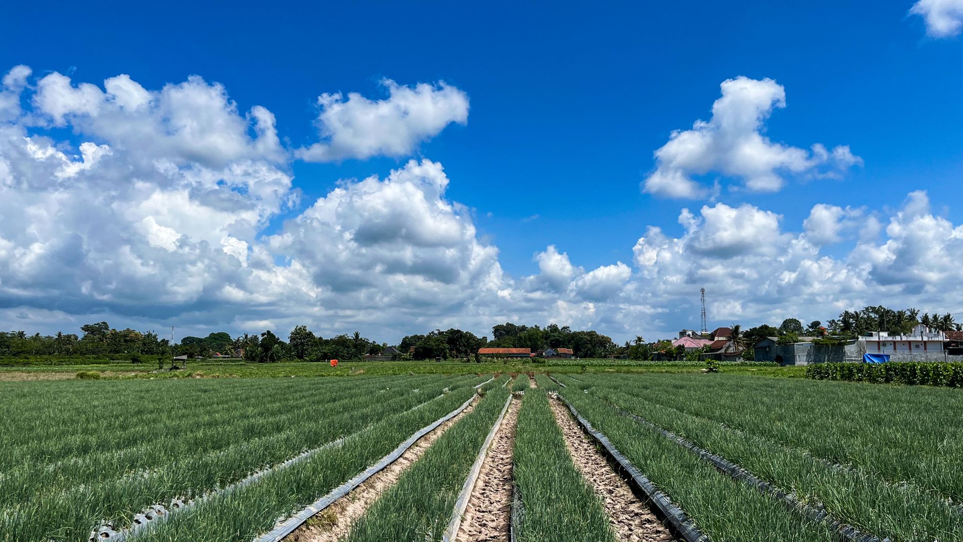 Long rows of green onion plants stretching across a commercial vegetable field.
