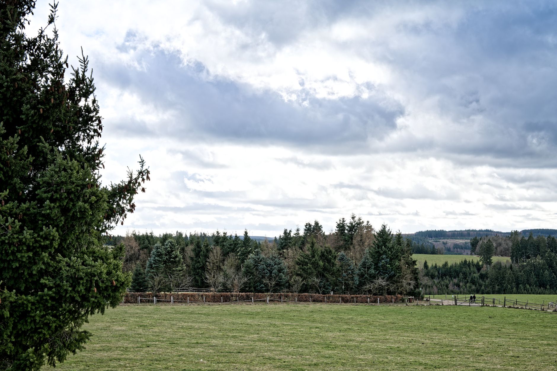 A wooded tree line along a perimeter fence, the kind of blind spot patrol routes must cover on large sites.