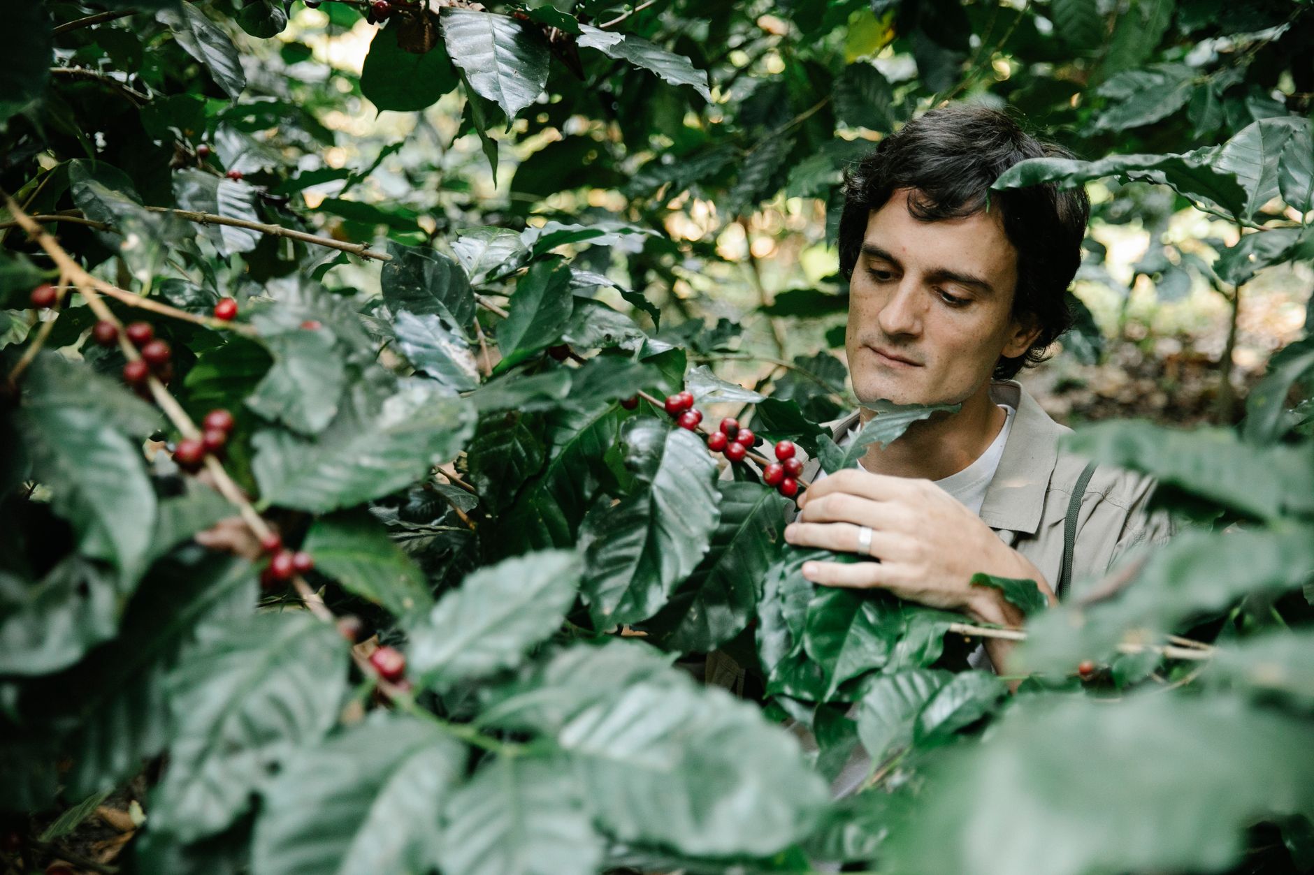 A grower inspects branches and developing fruit in a commercial orchard.