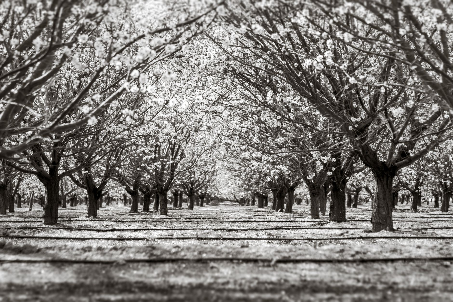 Long rows of mature almond trees stretching across a commercial orchard.