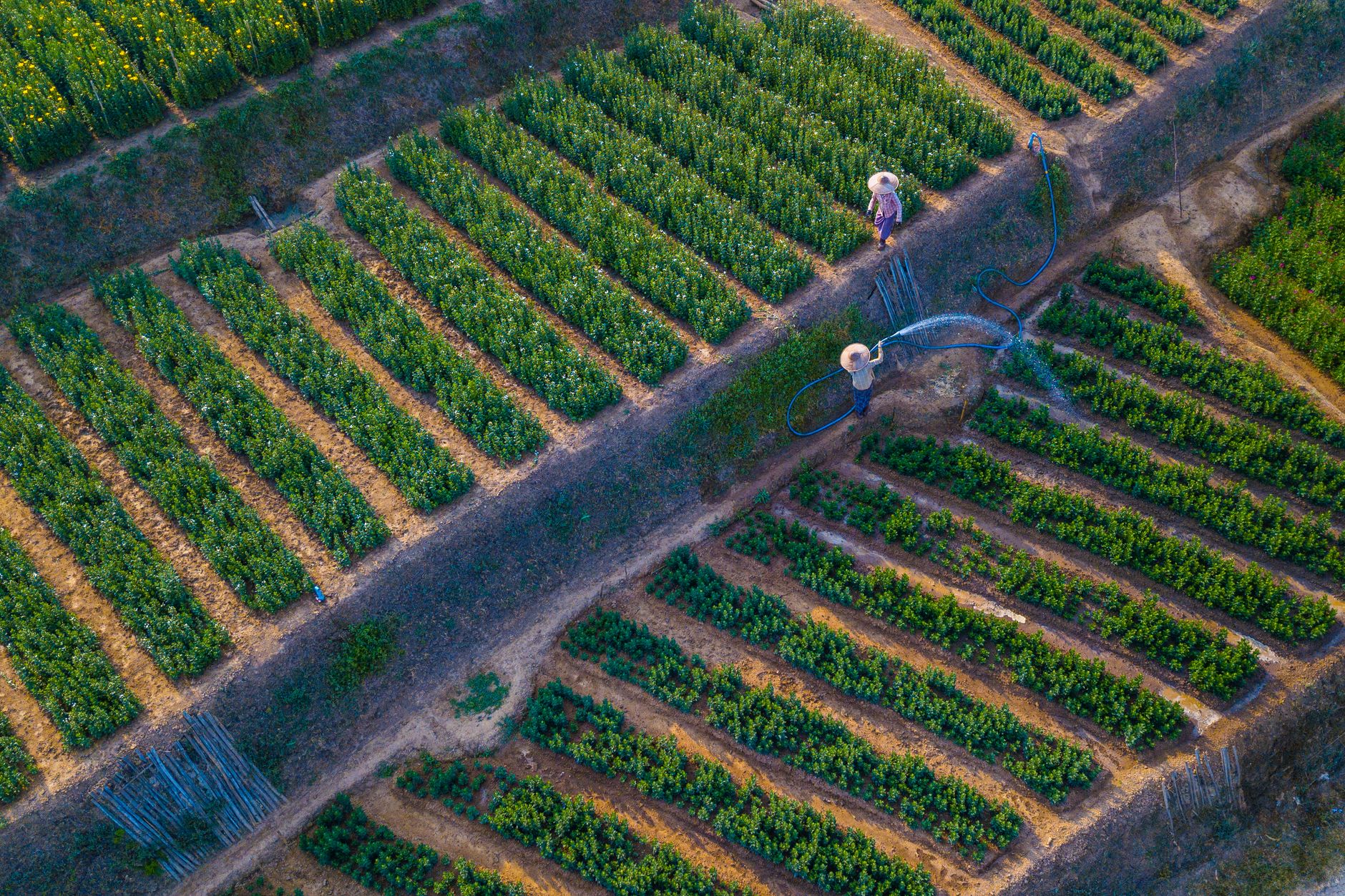 A farm supervisor uses a laptop beside orchard rows while coordinating the day’s fieldwork.