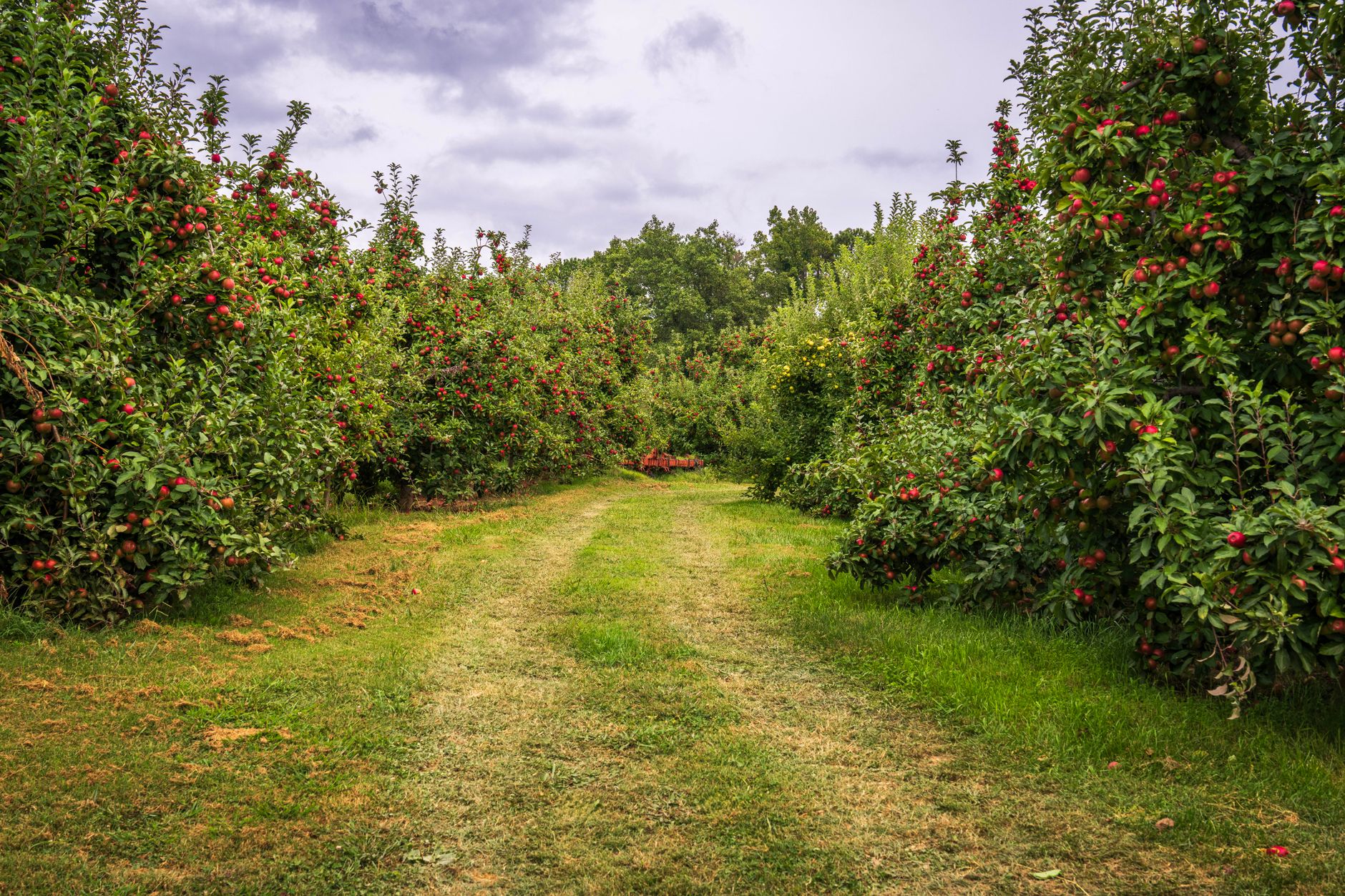 Aerial view of orderly orchard rows stretching across a commercial fruit farm.