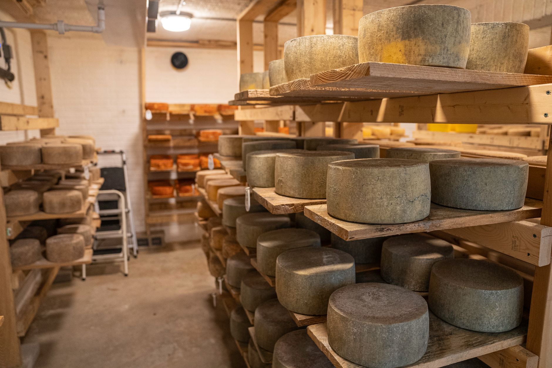 Large cheese wheels aging on shelves in a cool cave environment like an alpine dairy.