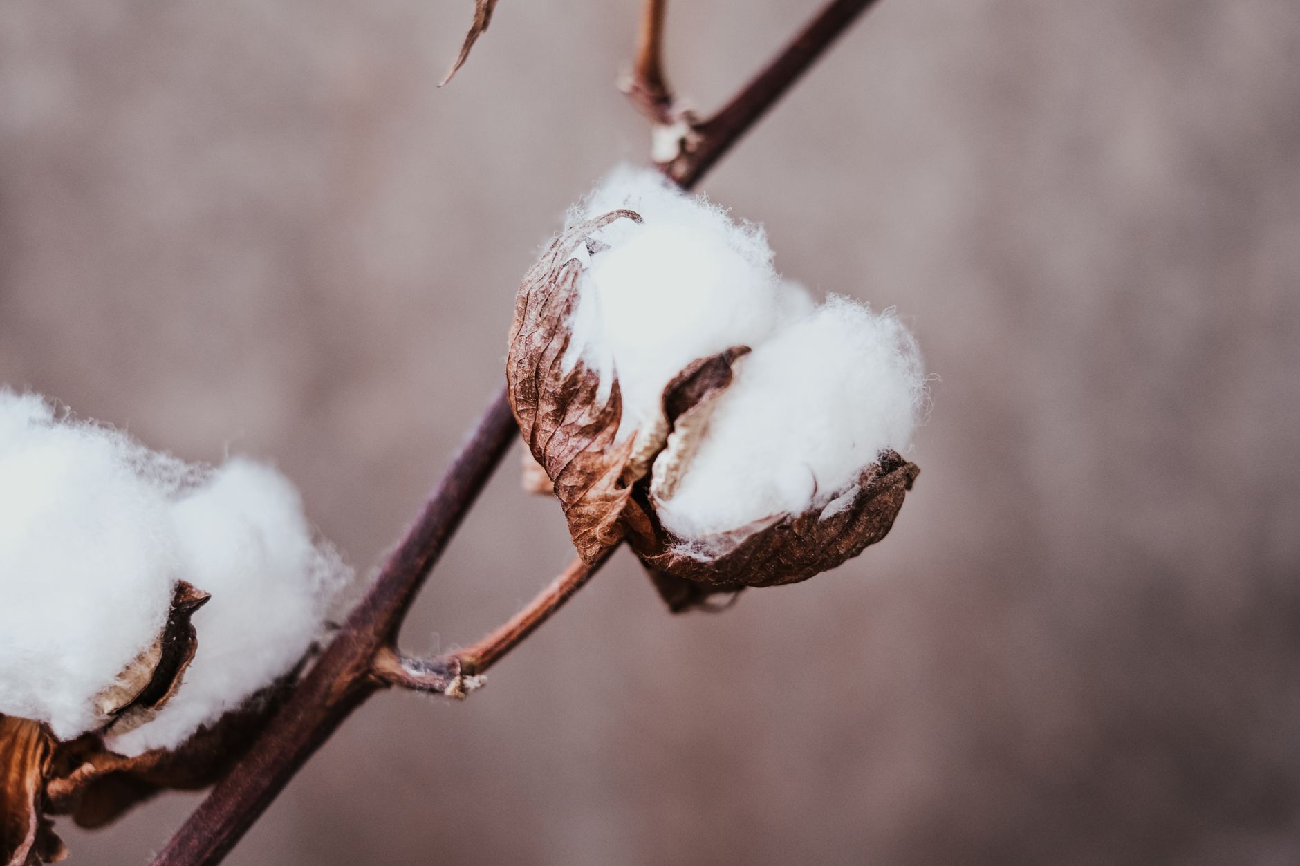 A close view of the upper leaves and growing tip of a cotton plant.