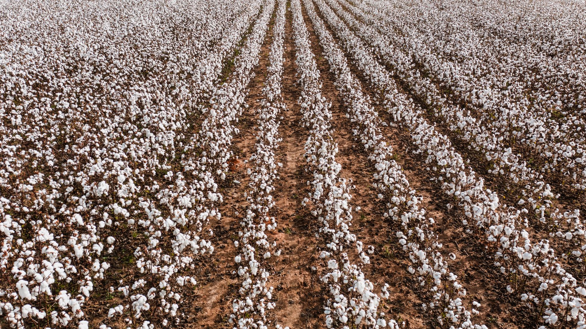 Long rows of mature cotton plants stretch across a working farm field.