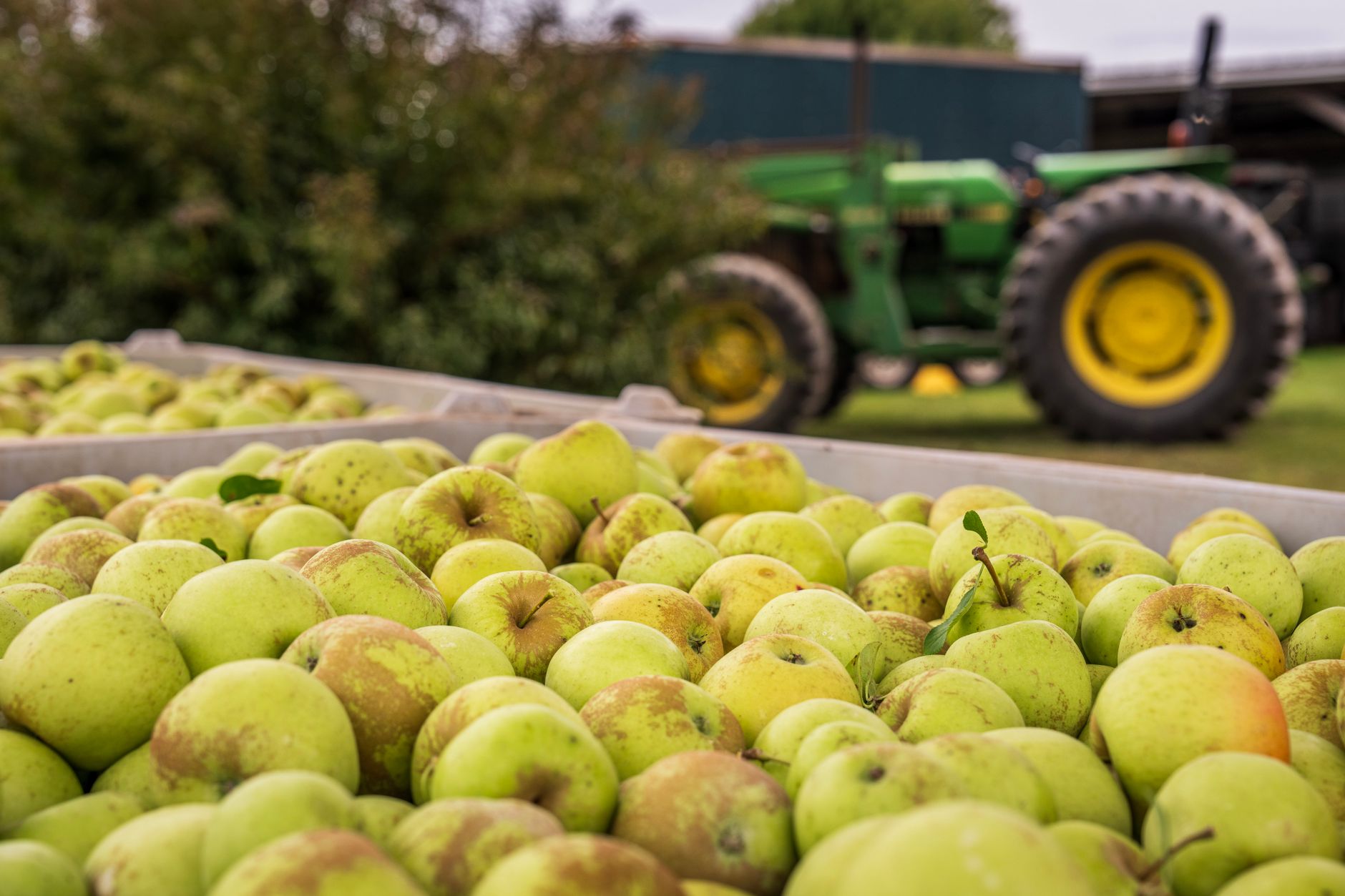 Workers pick ripe apples among closely planted orchard rows during the harvest season.