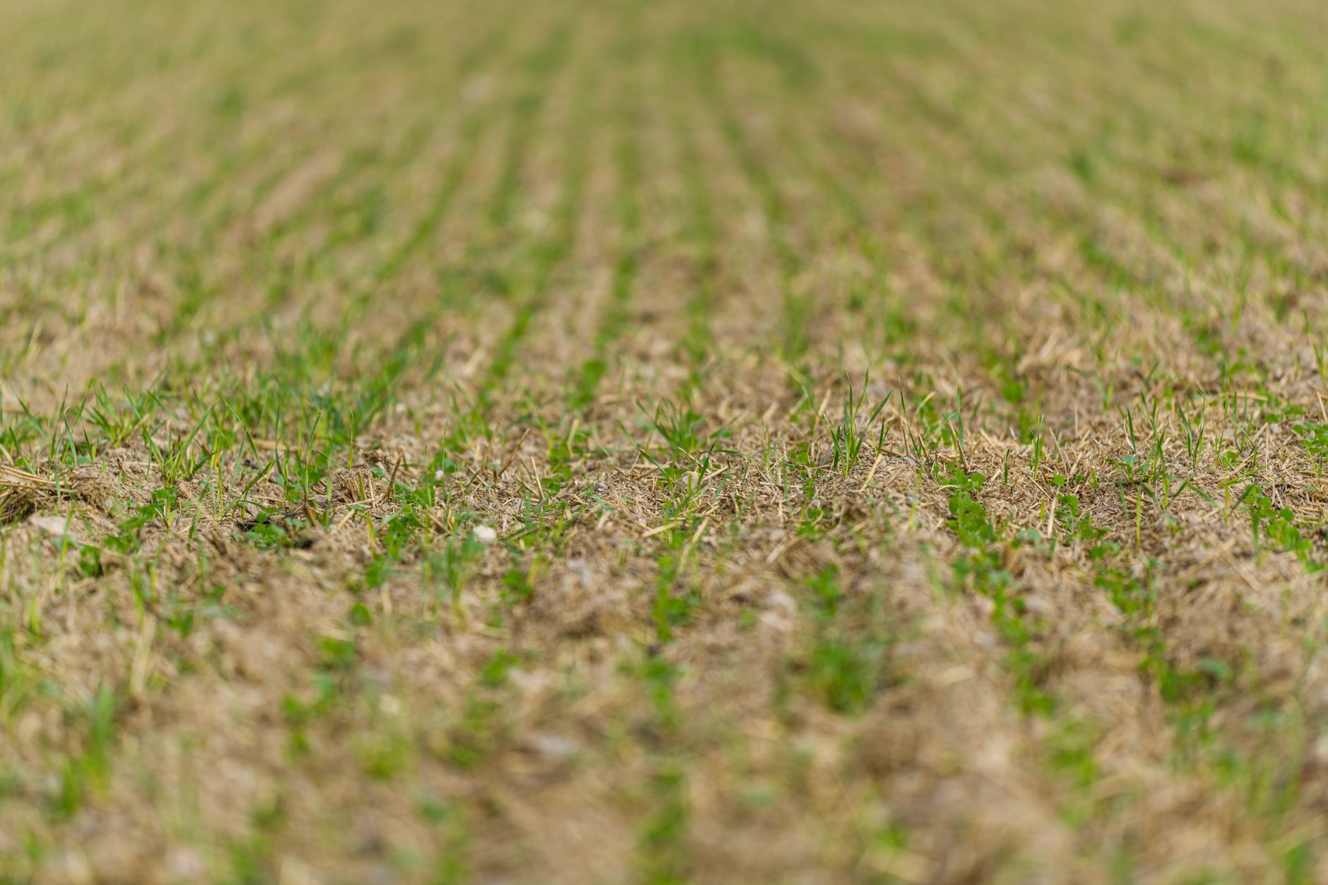 Straight, evenly aligned ridges extending across freshly prepared soil.