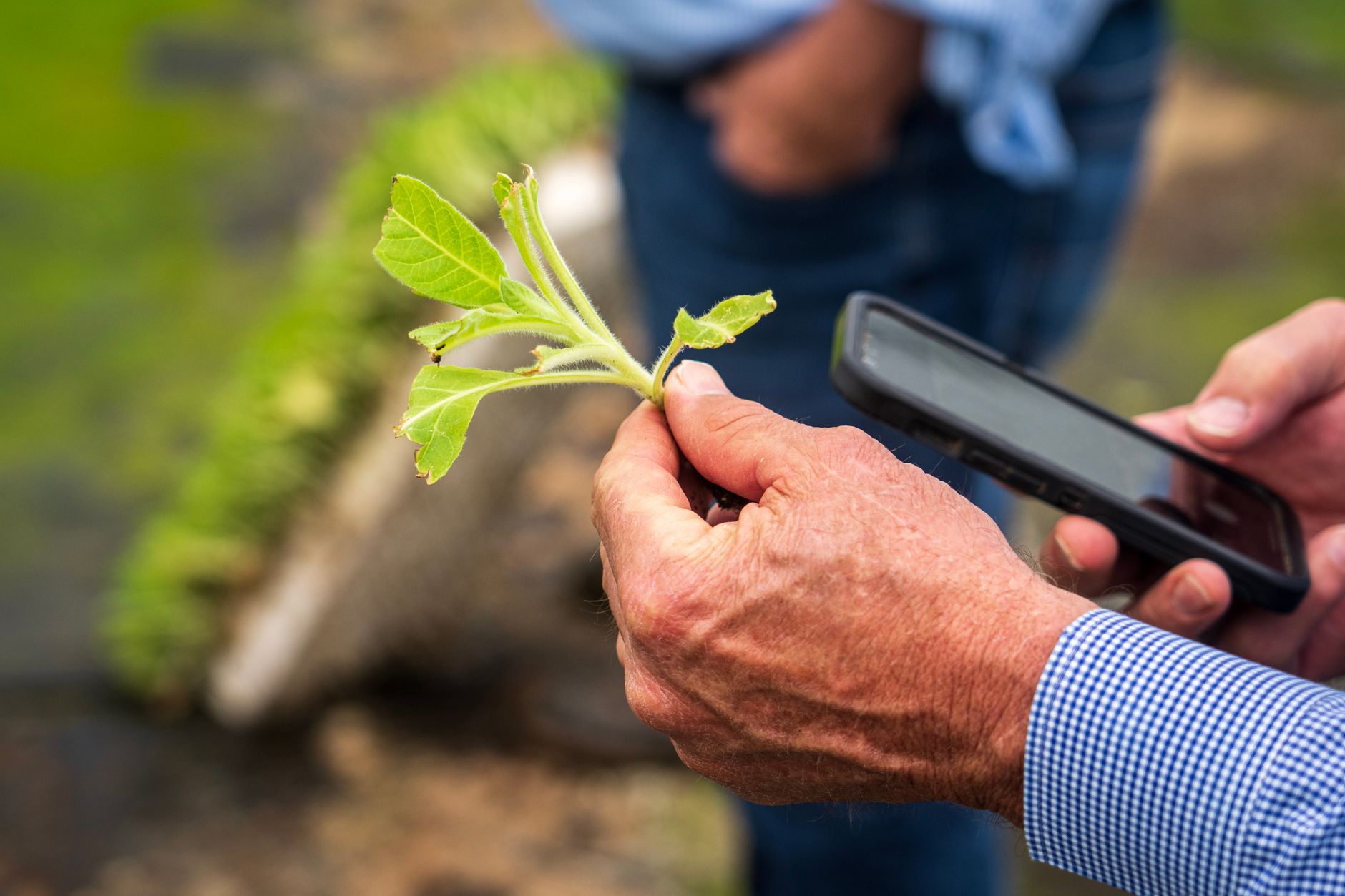 A farmer inspecting crop rows while evaluating field conditions and bed alignment.