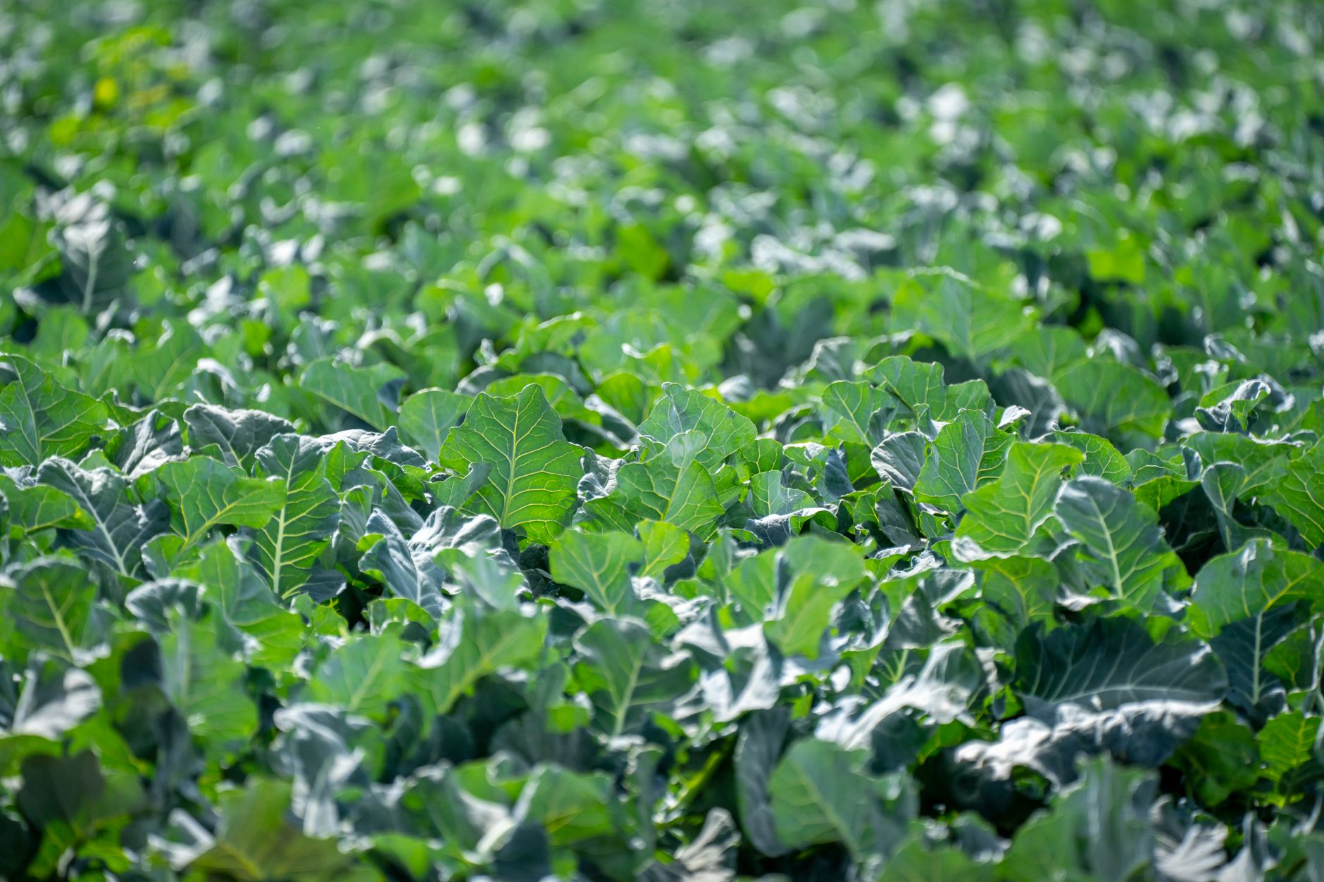 Long, evenly spaced rows of broccoli growing across a cultivated vegetable field.