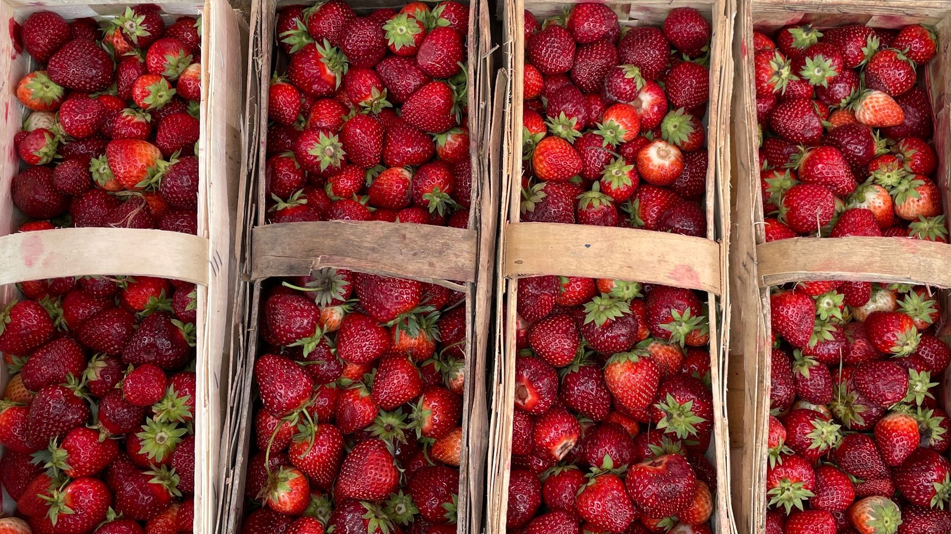 Freshly picked strawberries fill containers ready for transport from the field.
