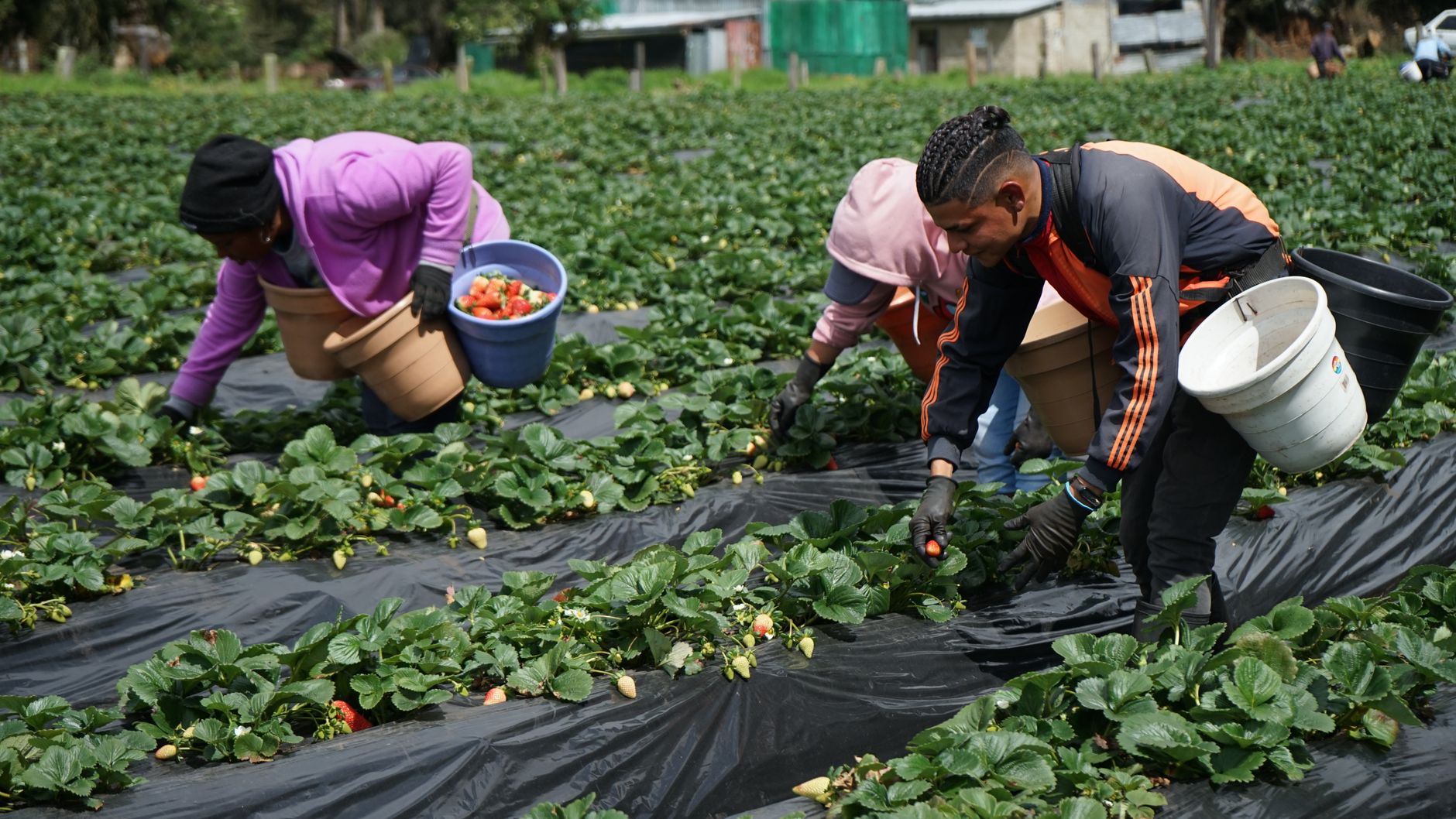 Strawberry pickers work along long crop rows in a commercial field.