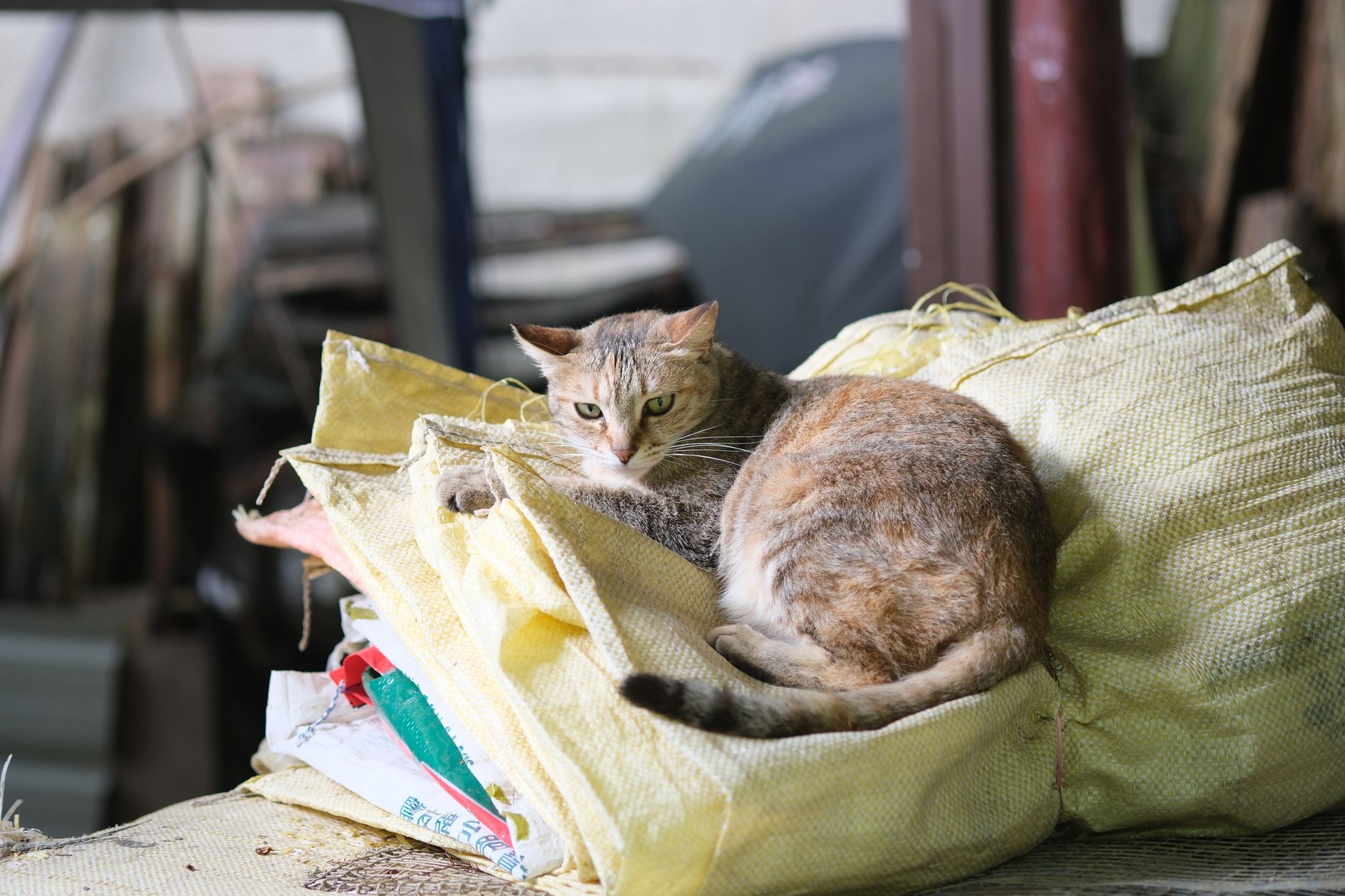 Stacked pet-food style cartons that can weigh enough to make manual cart pushes exhausting.