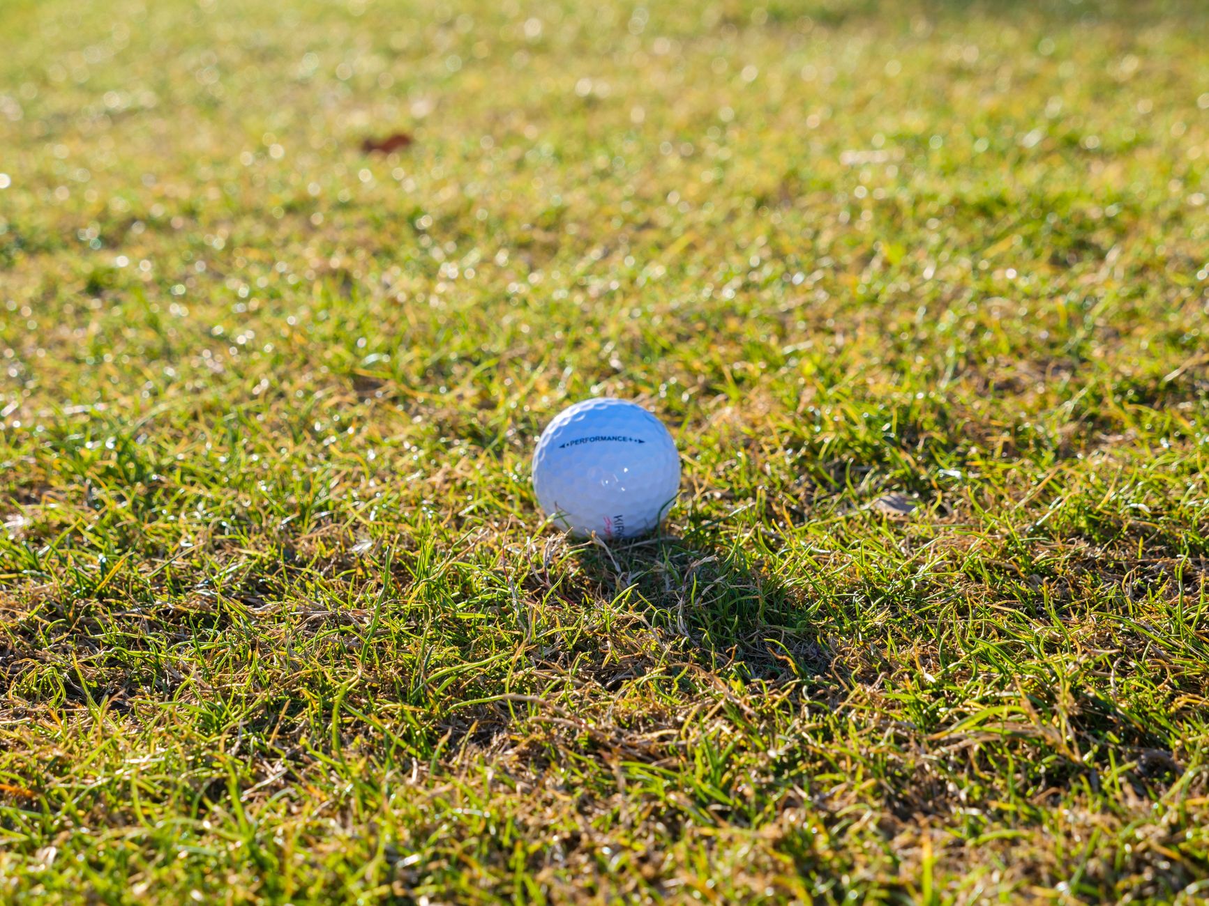 A detailed close-up of a golf ball resting on vibrant green grass under sunlight
