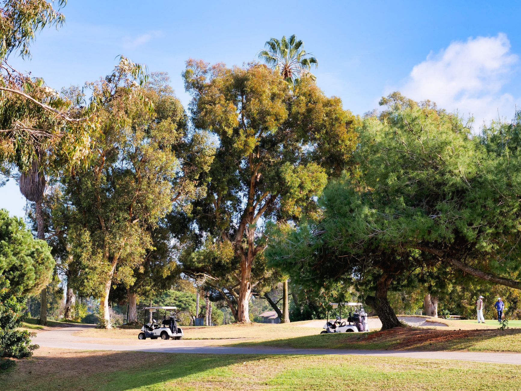 Sunny day on a golf course with parked golf carts and lush trees nearby