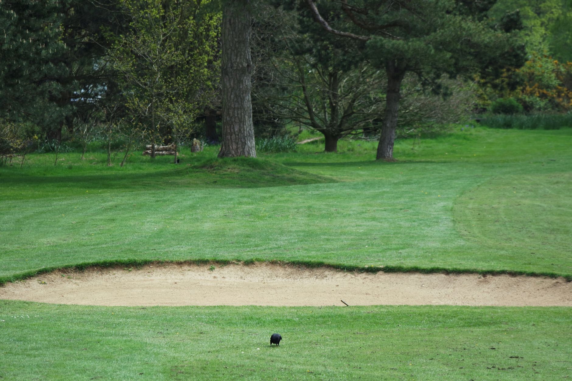Serene golf course scene featuring a sand bunker, lush green grass, and surrounding trees