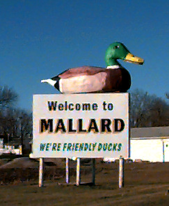Commercial robots mallard - Mallard, IA