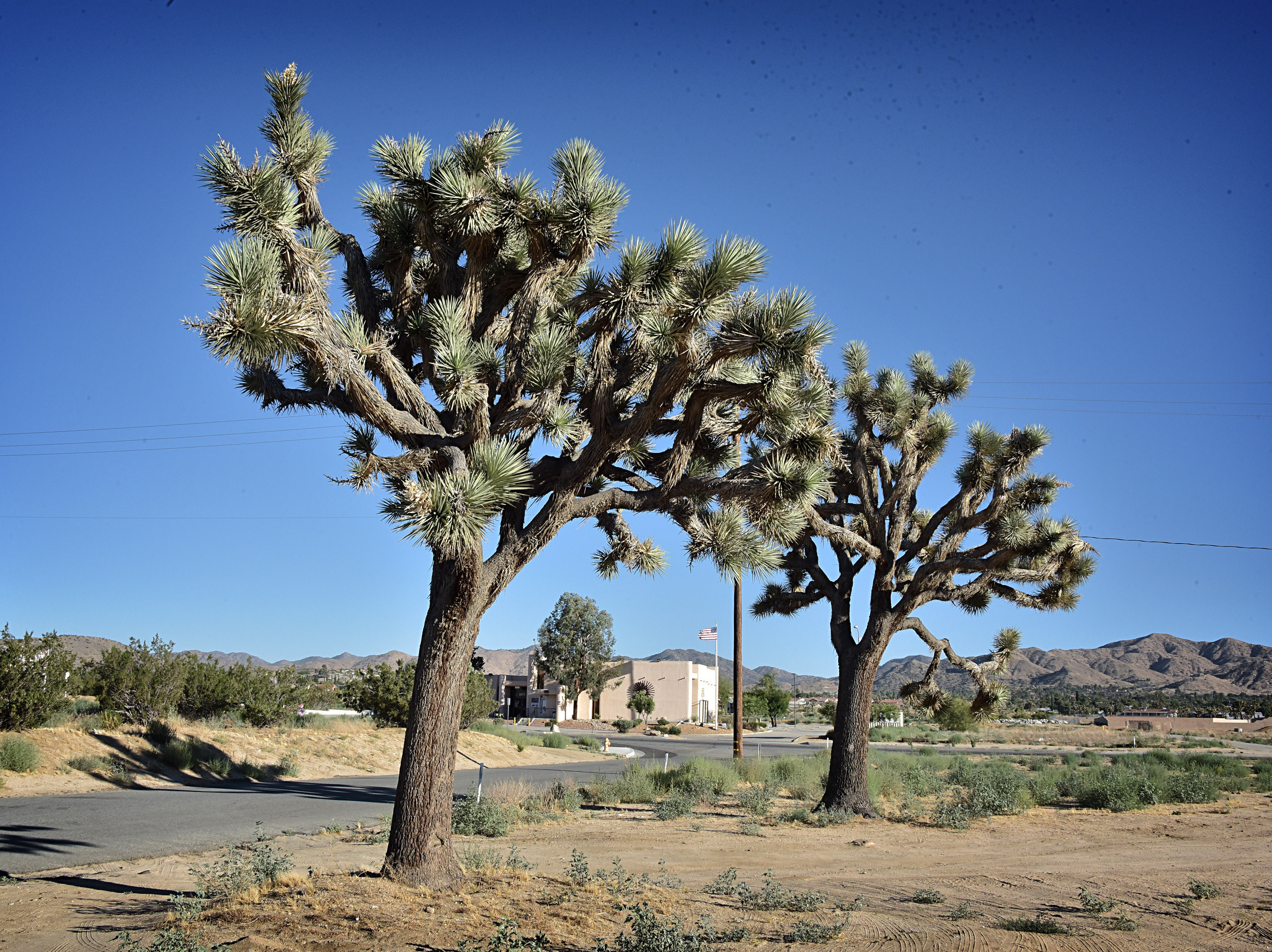 Commercial robots yucca valley - Yucca Valley, CA