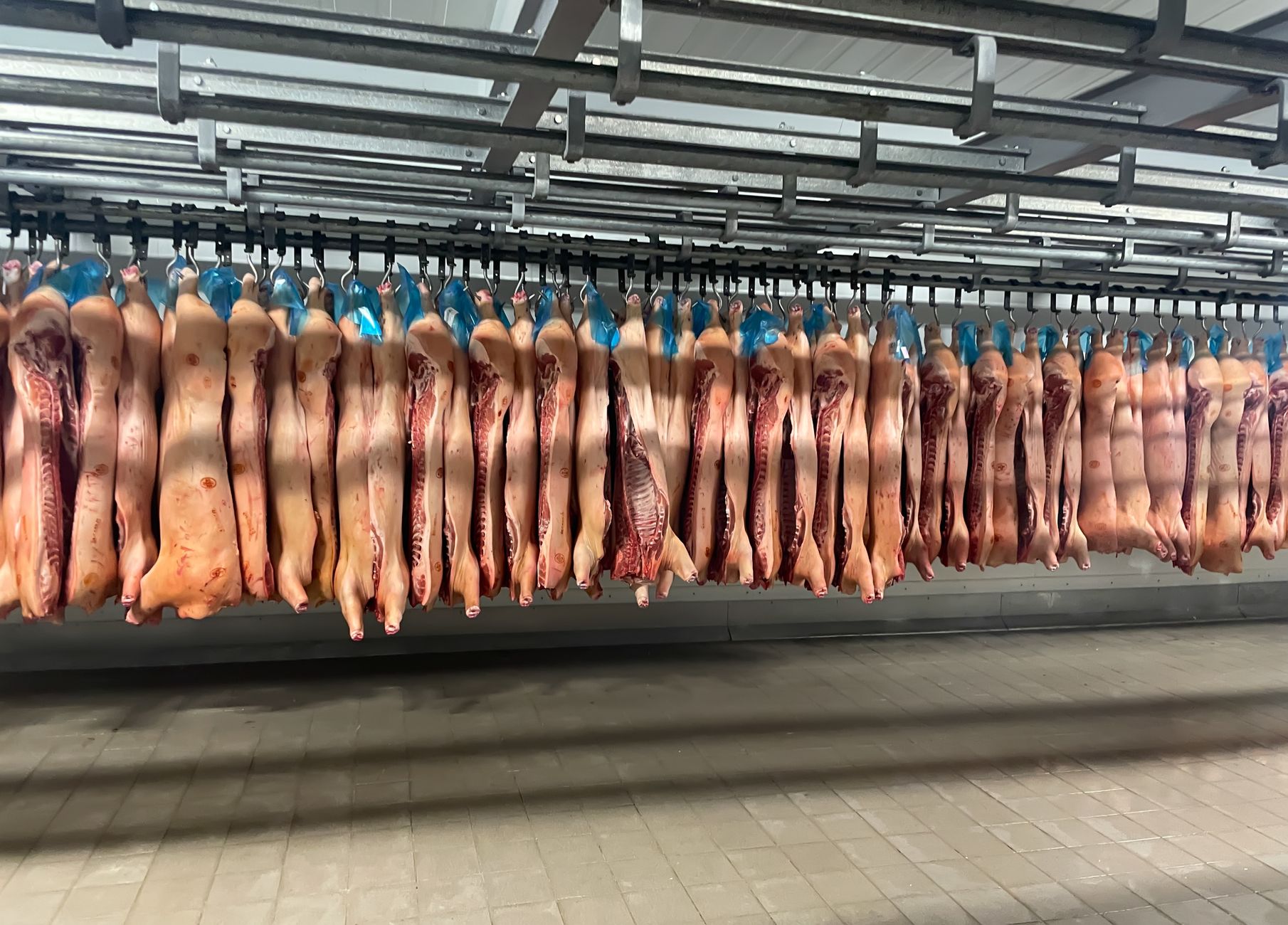 Processing room to cold room in a dairy processing plant