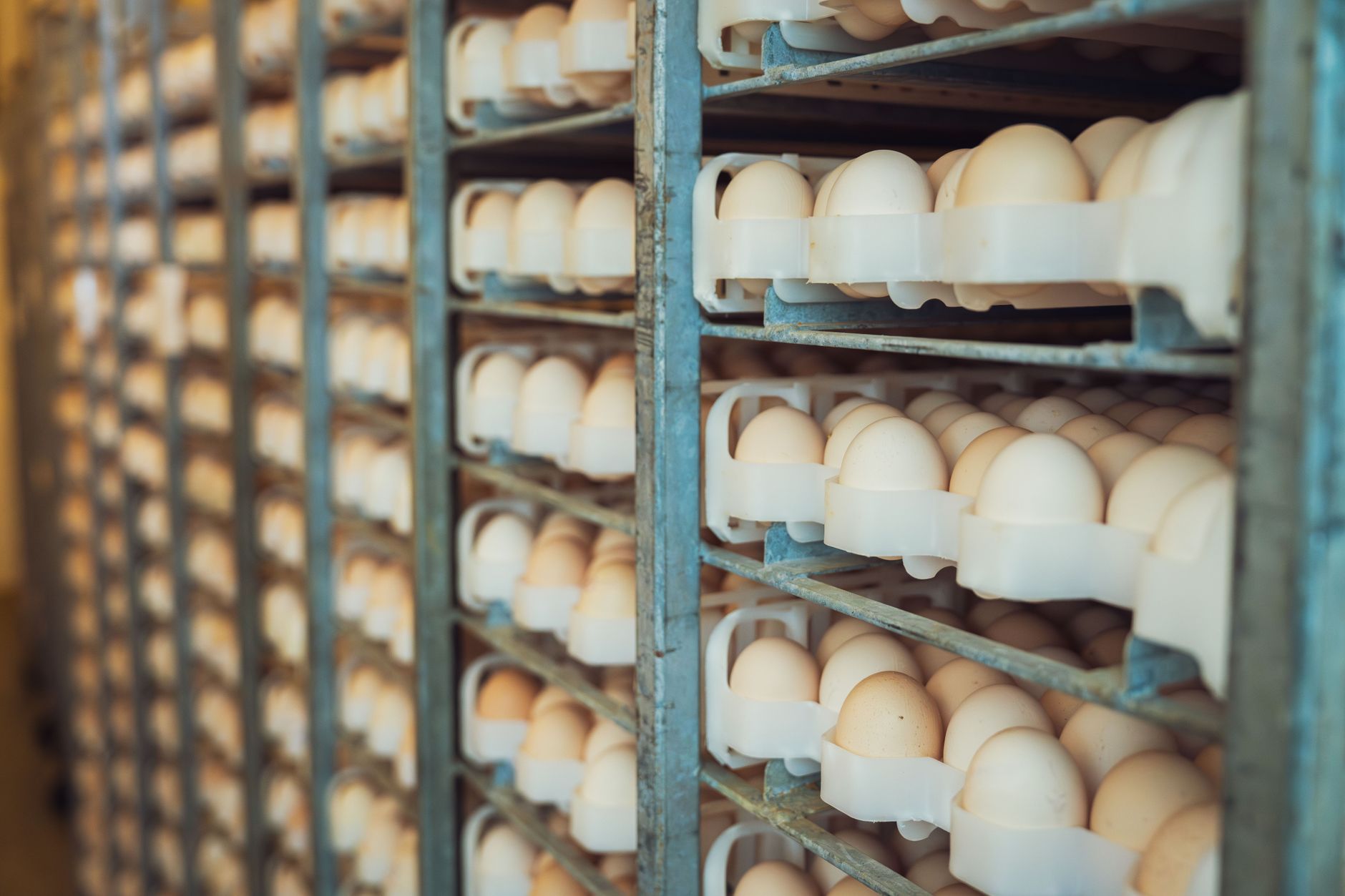 Workers in hairnets and aprons stand along a stainless steel poultry processing line inside a bright, clean plant.