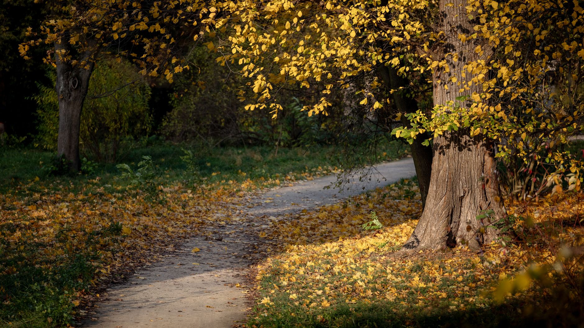 Greenway margins in a public park