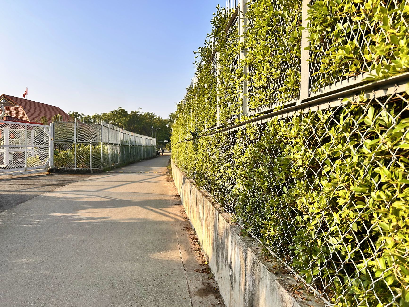 Perimeter and fence line turf in a school campus
